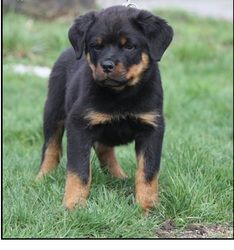 Stunning male and female Rottweiler puppies.