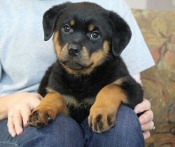 Male and Female Rottweiler Puppies