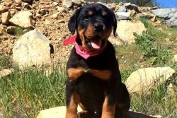 Super Adorable AKC Rottweiler puppies