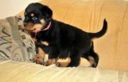 Healthy Rottweiler puppies for adoption