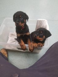 AKC Awesome Rottweiler puppies