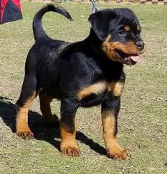 Rottweiler Puppies for Adoption