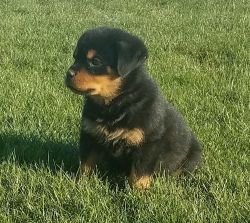 AKC Male and female Purebred Rottweiler puppies