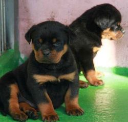 AKC Registered Purebred Rottweiler Puppies