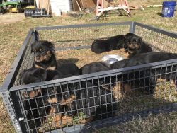 Akc rottweiler pups due today