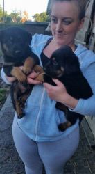 We have a beautiful litter of Rottweiler puppies for adoption