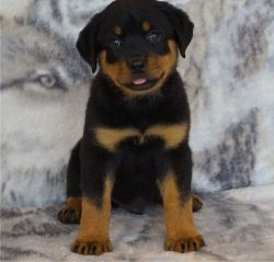 AKC Pedigree Rottweiler Puppies For Sale