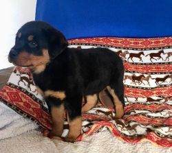 Beautiful Rottweiler puppies Available.