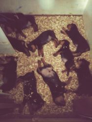 For sale rott pupies