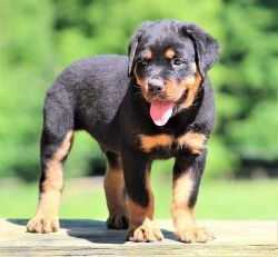 AKC Reg Rottweiler Puppies For Sale
