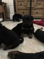Adorable Rottweiler Puppies for sale