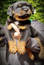 Lovely House Trained Rottweiler puppies for Sale