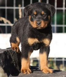 Potty Trained Rottweiler puppies