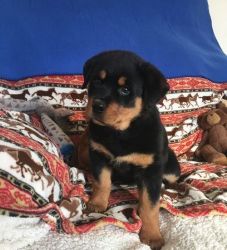Adorable Rottweiler puppies for sale
