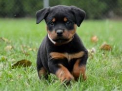 Massive Rottweiler Pups For Sale