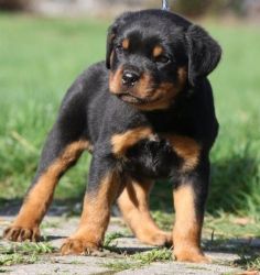 12 weeks old Rottweiler Puppies for Sale