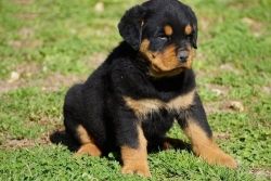 Lovely Rottweiler puppies For Sale.