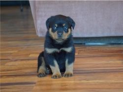Very Sweet Rottweiler Female puppy for adoption