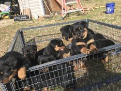 Akc registered Rottweiler puppies