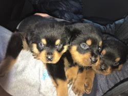 German rottweiler puppies for sale(+xxxxxxxxxxx)