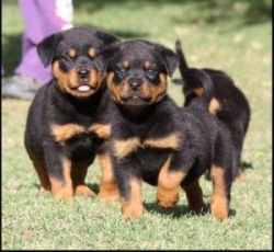 10 weeks old Rottweiler puppies