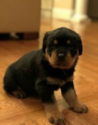 akc german rottweiler puppy for sale