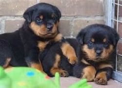 I have two boys left, Stunning Proven Rottweiler ready