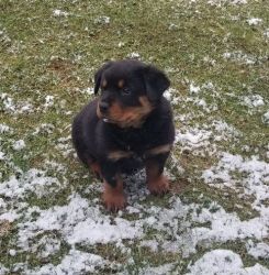 4 beautiful little chunky Rottweiler puppies to re-home.