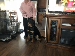 8mo Male Rottweiler AKC chiped