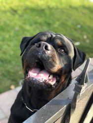 AKC ROTTWEILERS