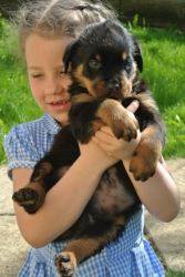 6 Beautiful Rottweiler Puppies