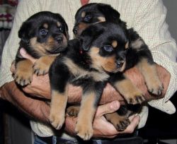 Registered Rottweiler Puppies
