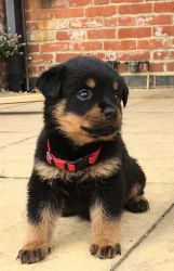 Ready Now Rottweiler X Gsd Puppies