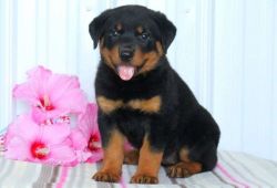 Rottweiler's Poppies For Sale.