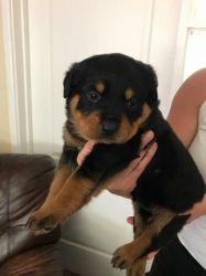 Soverign Rottweiler Puppies For Sale