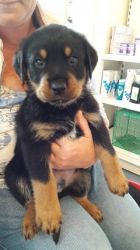 Just One Lady Rottweiler Pup Left