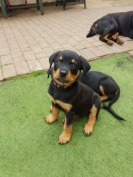 Pure Breed Rottweiler Puppies Ready for Re-homing (Connecticut)