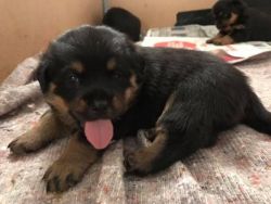 2 Males Left! Rottweiler Puppies For Sale