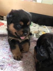 2 Males Left! Rottweiler Puppies For Sale