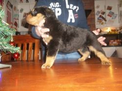 Akc Rottweiler Puppies Available For Adoption
