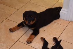Beautiful Rottweiler puppies.Need of new home (xxx) xxx-xxx8