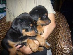 Lovely Rottweiler Puppies for For adoption text me(xxx) xxx-xxx3
