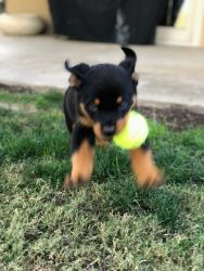 male and female rottweiler puppies ready to go into their forever home