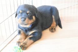 Pure breed show quality rottweiler puppies