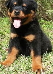 Well Socialized Rottweiler Puppies