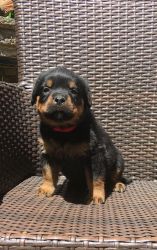 Cute Rottweiler available for adoption