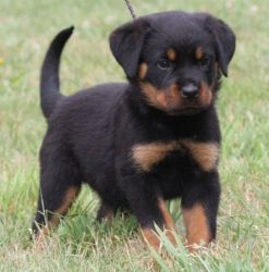 Well Socialized Rottweiler Puppies For Sale