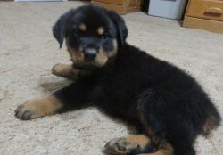 AKC Pure Rottweiler Puppies For Sale. Text (xxx) xxx-xxx2
