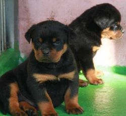 Male and female pedigree Rottweiler puppies text (xxx) xxx-xxx7