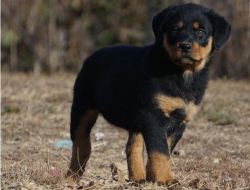 Nice and Healthy Rottweiler Puppies Available